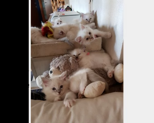 gattino ragdoll maschio e femmina