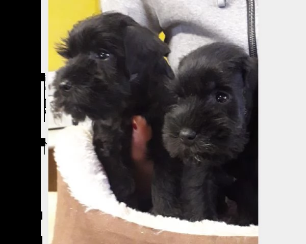 bellissimi cuccioli di schnauzer nani