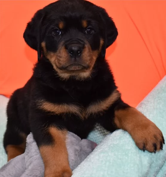 Cuccioli di Rottweiler con pedigree