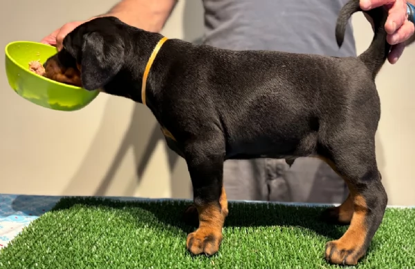 Dobermann Cuccioli