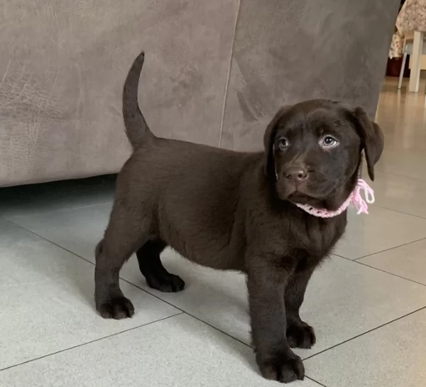 cuccioli Labrador con pedigree