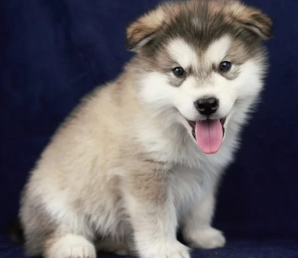 ALASKAN MALAMUTE