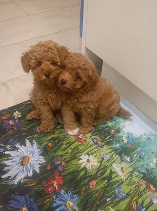 Cuccioli Barboncini Toy