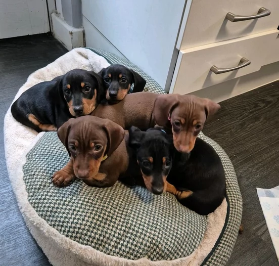 cuccioli Bassotto maschi e femmine