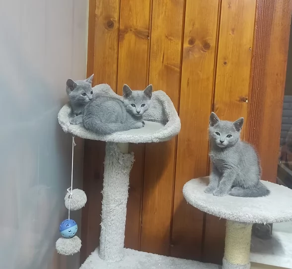 Gattini blu di russia