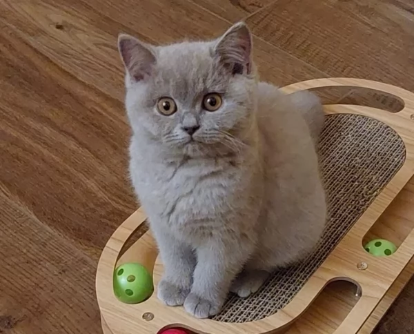  Gattini British Shorthair