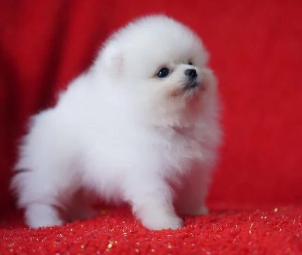 cuccioli di Volpino di Pomerania