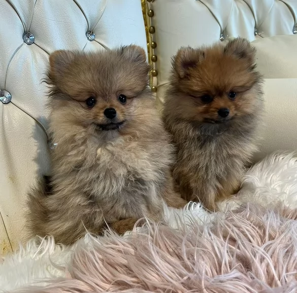 cuccioli di Spitz Tedesco nano