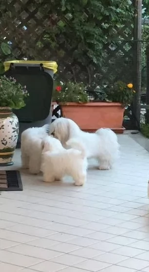 cuccioli Coton de Tulear