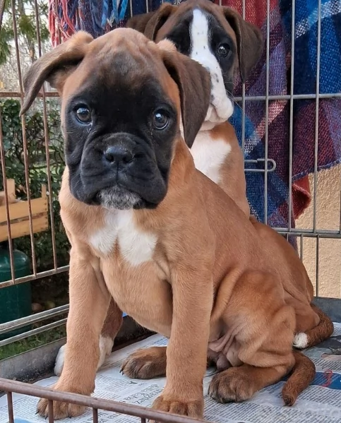 Cuccioli di Boxer
