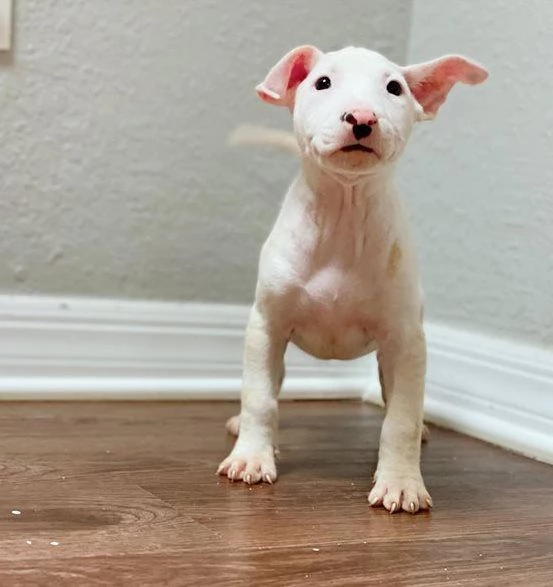 cuccioli di bull terrier
