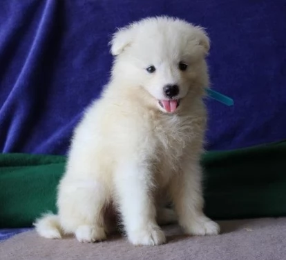 Cuccioli di samoiedo