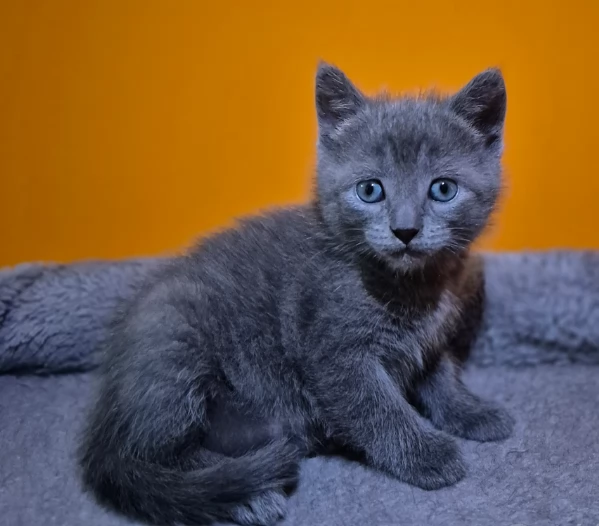 Gattini Blu di Russia