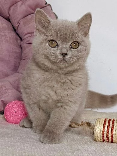 Gattini British shorthair