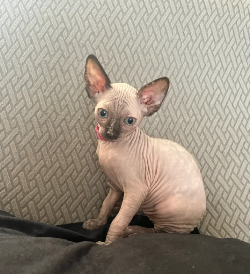 meravigliosi gattini Sphynx