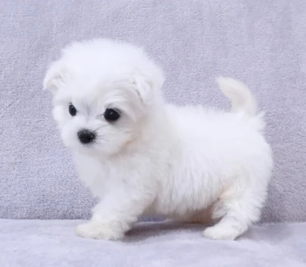  Adorabili cuccioli di Maltese