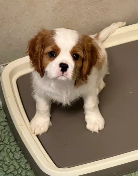 Bellissimi cuccioli Cavalier king Charles Spaniel