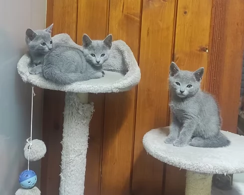 Gattini Blu di Russia