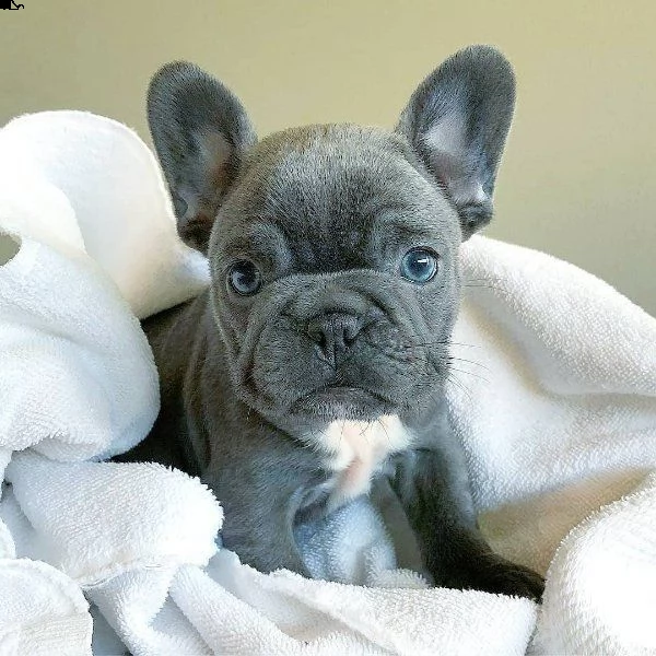 adorabili cuccioli di bulldog francese  | Foto 0