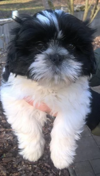  vendita cucciolo shitzu cuccioli di 3 mesi  | Foto 1