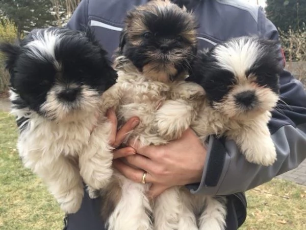  vendita cucciolo shitzu cuccioli di 3 mesi 
