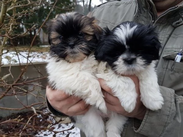  vendita cucciolo shitzu cuccioli di 3 mesi  | Foto 0