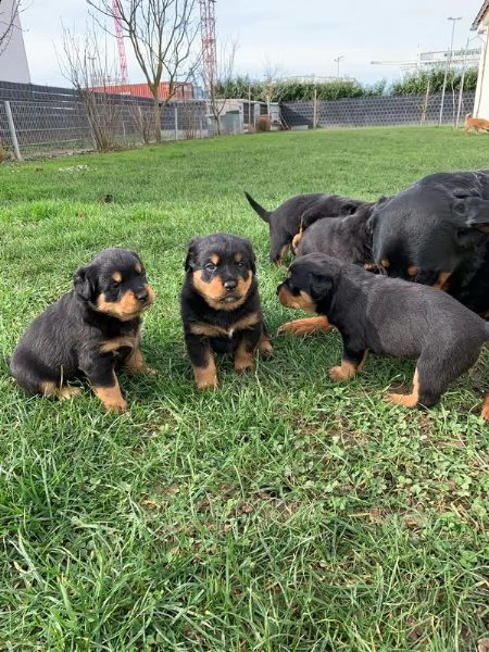 bellissimi cuccioli di rottweiler disponibili per una nuova casa!