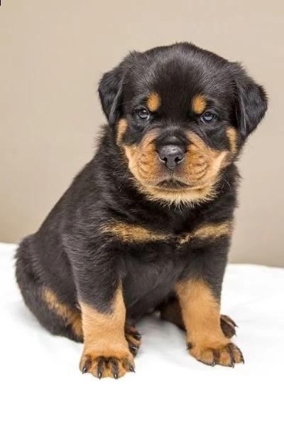 bellissimi cuccioli di rottweiler disponibili per una nuova casa! | Foto 0