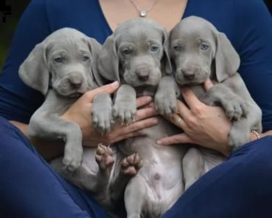 cuccioli di weimaraner disponibili 