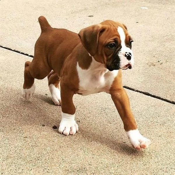 boxer cuccioli ??