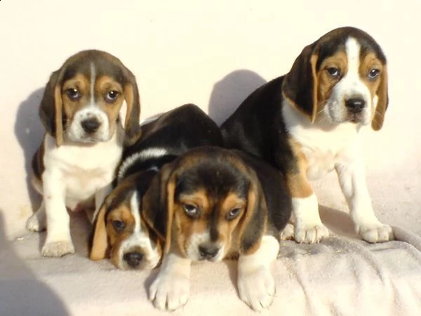 beagle cuccioli, taglia piccola