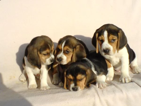 beagle cuccioli, taglia piccola | Foto 1