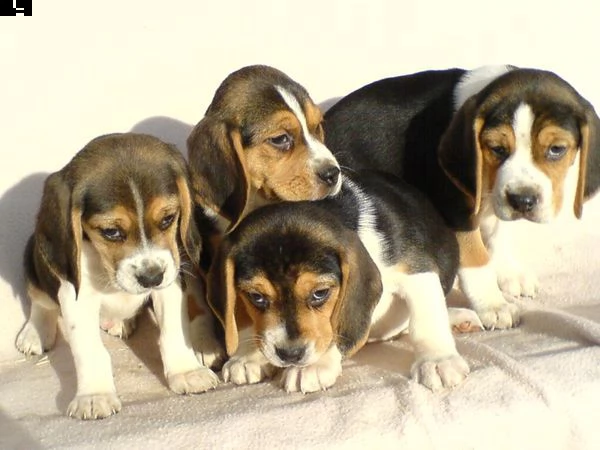 beagle cuccioli, taglia piccola | Foto 0