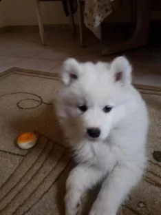 due cuccioli di samoiedo 