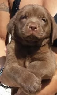 labrador retriever cuccioli cioccolato