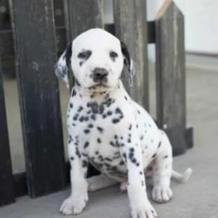 prestigiosi cuccioli dalmata di alta genealogia