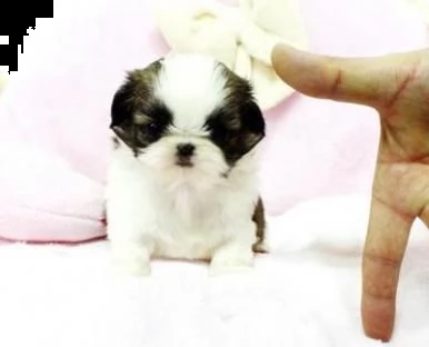 dolce shih tzu cuccioli maschio e femmina