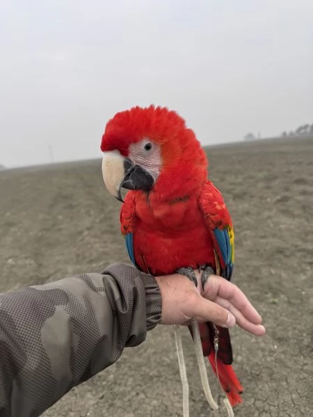 Pappagallo ara macao