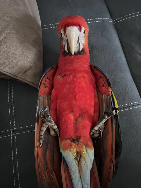 Pappagallo ara macao | Foto 1