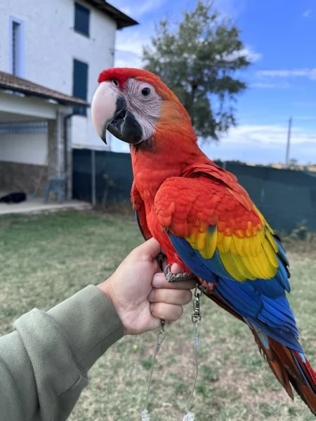 Pappagallo ara macao | Foto 0
