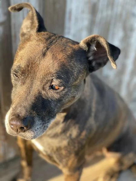 adozione del cuore!!!  pit bull maschio 8 anni love.  | Foto 4