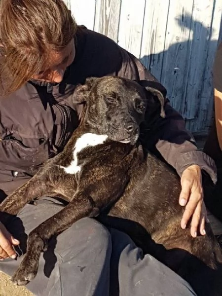 adozione del cuore!!!  pit bull maschio 8 anni love.  | Foto 3