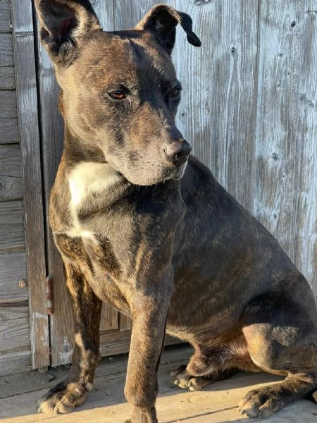 adozione del cuore!!!  pit bull maschio 8 anni love.  | Foto 2