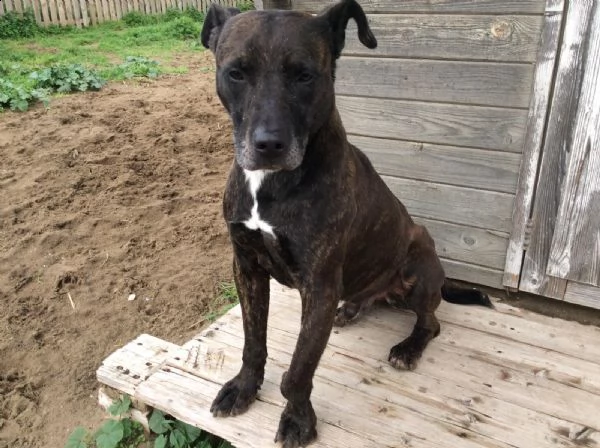 adozione del cuore!!!  pit bull maschio 8 anni love.  | Foto 1