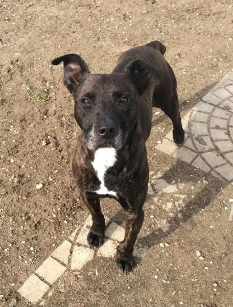 adozione del cuore!!!  pit bull maschio 8 anni love.  | Foto 0