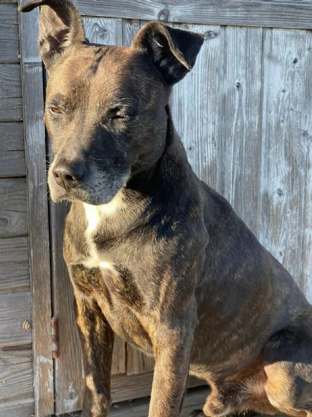 adozione del cuore!!!  pit bull maschio 8 anni love. 