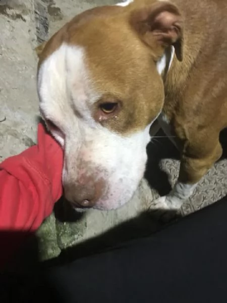 adozione del cuore! pit bull maschio 6 anni leo | Foto 6