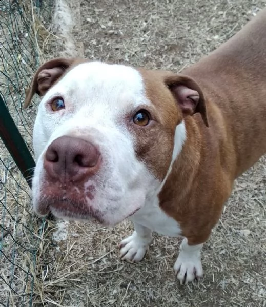 adozione del cuore! pit bull maschio 6 anni leo