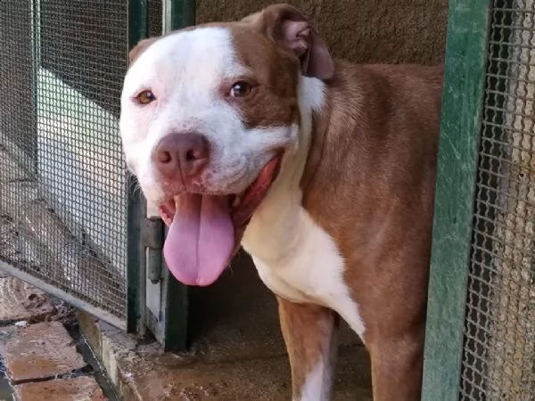 adozione del cuore! pit bull maschio 6 anni leo | Foto 3