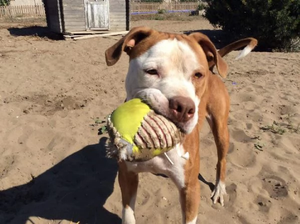 adozione del cuore! pit bull maschio 6 anni leo | Foto 2